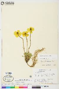 Papaver lapponicum image