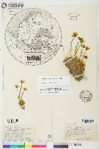 Papaver lapponicum image
