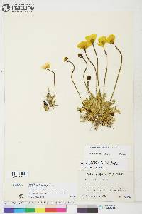 Papaver lapponicum image