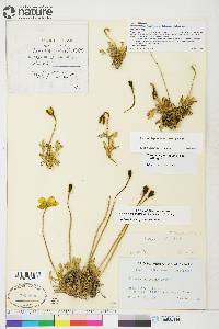 Papaver lapponicum image