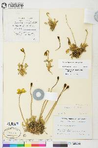 Papaver lapponicum image