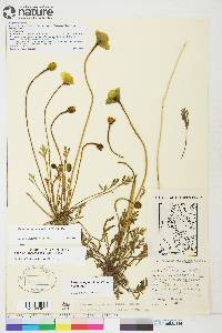 Papaver lapponicum image