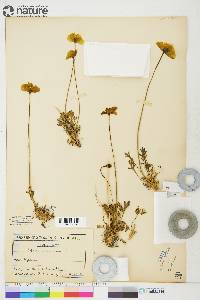 Papaver radicatum subsp. radicatum image