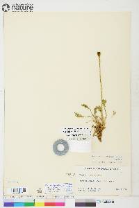 Papaver radicatum subsp. radicatum image