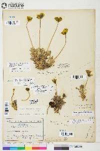 Papaver radicatum subsp. radicatum image