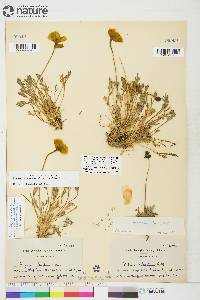 Papaver radicatum subsp. radicatum image