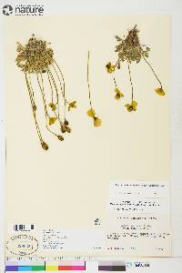 Papaver radicatum subsp. radicatum image