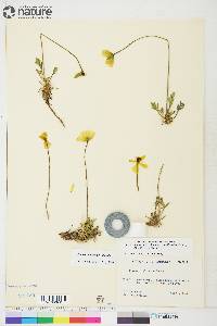 Papaver radicatum subsp. radicatum image