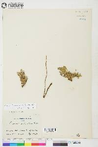 Papaver radicatum subsp. radicatum image