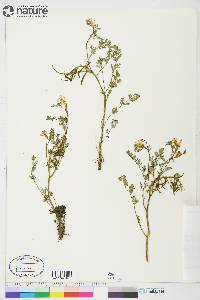 Corydalis aurea image