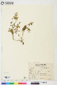 Corydalis aurea image