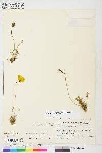 Papaver mcconnellii image