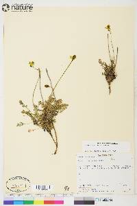 Papaver mcconnellii image