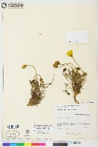 Papaver mcconnellii image