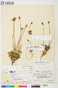 Papaver lapponicum image