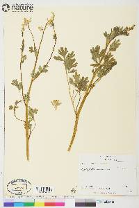 Capnoides sempervirens image