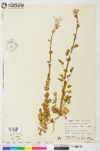 Capnoides sempervirens image