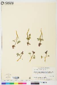 Corydalis pauciflora image