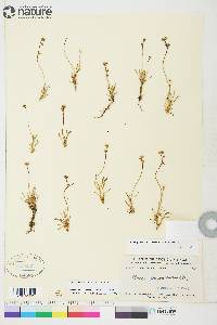 Braya glabella subsp. glabella image
