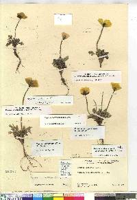 Papaver radicatum subsp. polare image