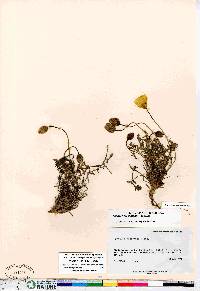 Papaver mcconnellii image