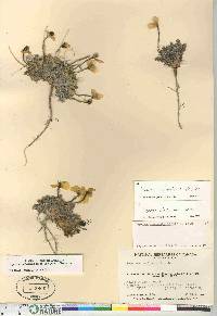 Papaver radicatum image