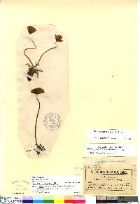 Papaver lapponicum image