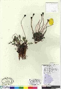 Papaver mcconnellii image