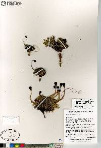 Papaver radicatum image