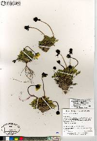 Papaver radicatum subsp. polare image