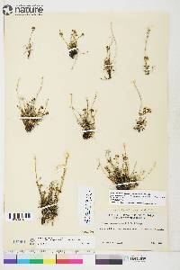 Braya glabella subsp. purpurascens image