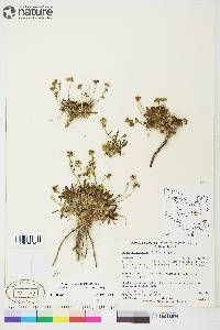 Braya glabella subsp. purpurascens image