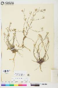 Braya humilis var. humilis image