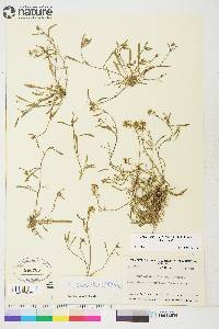 Braya humilis subsp. humilis image