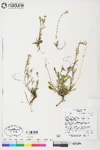 Braya humilis subsp. humilis image