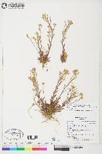 Braya humilis subsp. humilis image