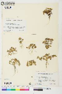 Cochlearia officinalis subsp. arctica image