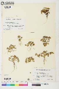 Cochlearia officinalis subsp. arctica image