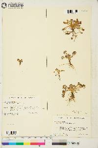 Cochlearia officinalis subsp. arctica image