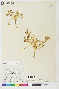 Cochlearia groenlandica image