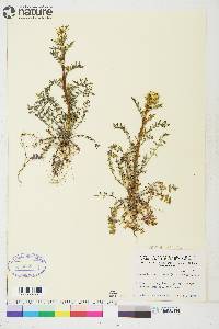 Descurainia sophioides image