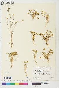 Cochlearia officinalis subsp. arctica image