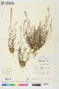 Draba albertina image