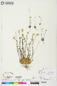 Draba cana image