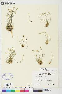 Draba cana image