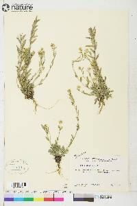 Draba aurea image