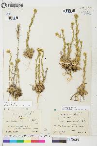 Draba aurea image