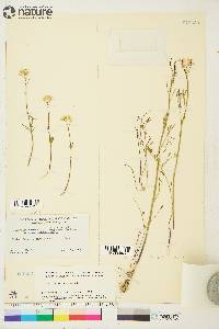 Cardamine pratensis image