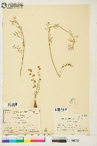 Cardamine pratensis image