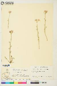 Cardamine pratensis image